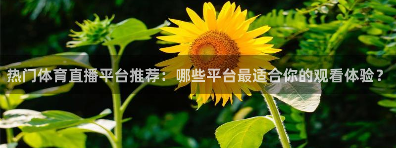 看球吧jrs低调直播：热门体育直播平台推荐：哪些平台最适合你的观看体验？